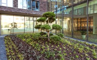 In the courtyard at Mitsubishi Electric in Ratingen, the 640 m² “ZinCo Stormwater Management Roof” stores rainwater and releases it at a delay. Green courtyard with ornamental tree